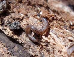 Image of Blunt-tailed Snake Millipede