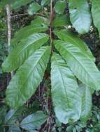 Cupania americana L.的圖片