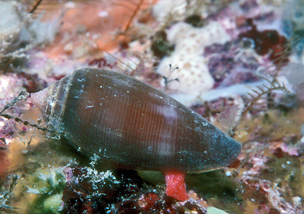 Image of Conus tenuistriatus G. B. Sowerby II 1858