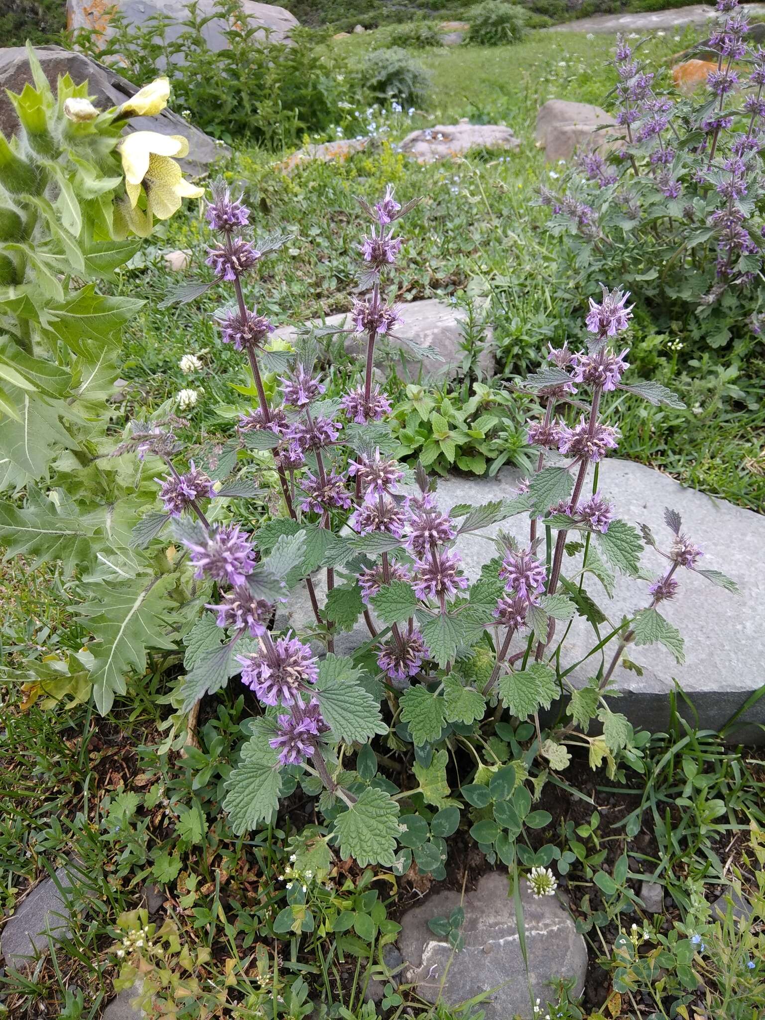 Слика од Marrubium plumosum C. A. Mey.