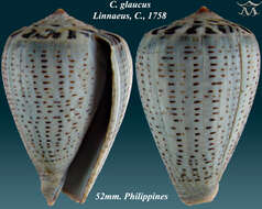 Image de Conus glaucus Linnaeus 1758