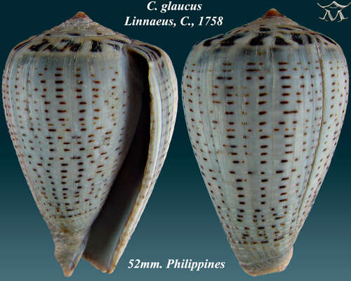 Image of glaucous cone