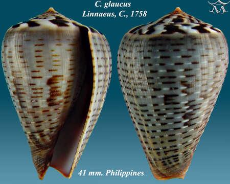 Image of glaucous cone