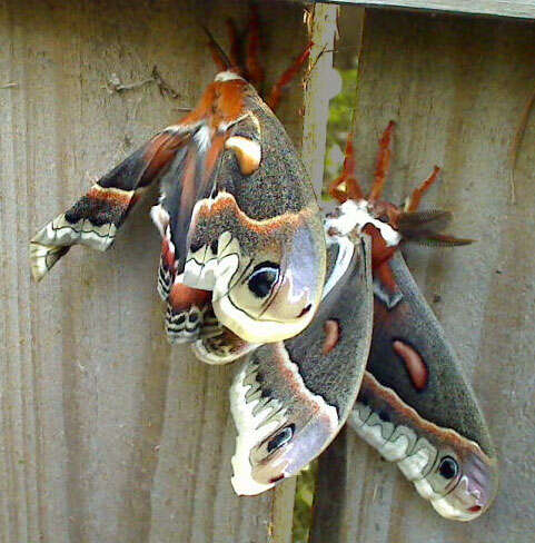 Hyalophora cecropia (Linnaeus 1758) resmi