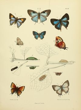 Image of <i>Zesius chrysomallus</i> Hübner (1823)
