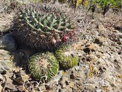 Image of Mammillaria melanocentra subsp. melanocentra