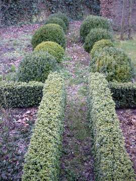 Image of Buxus sempervirens