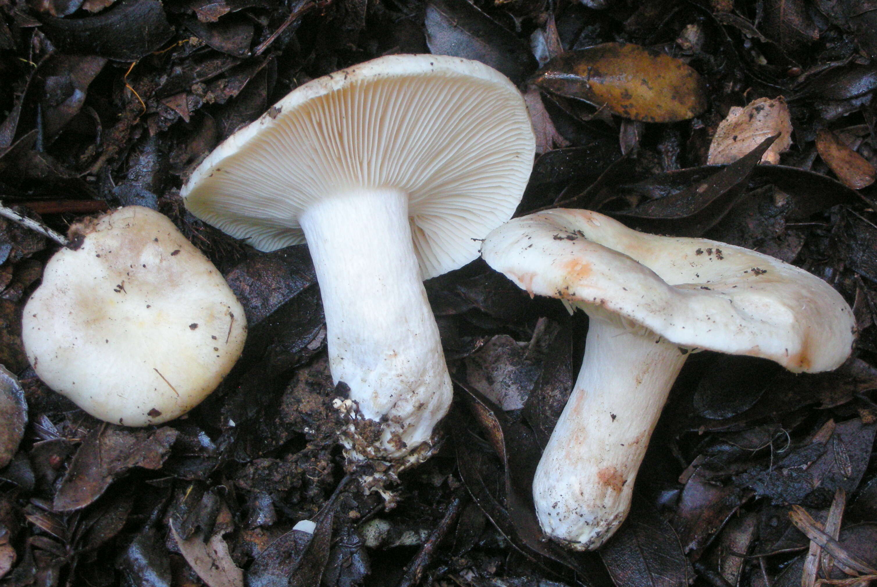 Image of Russula densifolia Secr. ex Gillet 1876