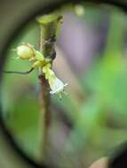 Cuscuta cuspidata Engelm. & Gray resmi