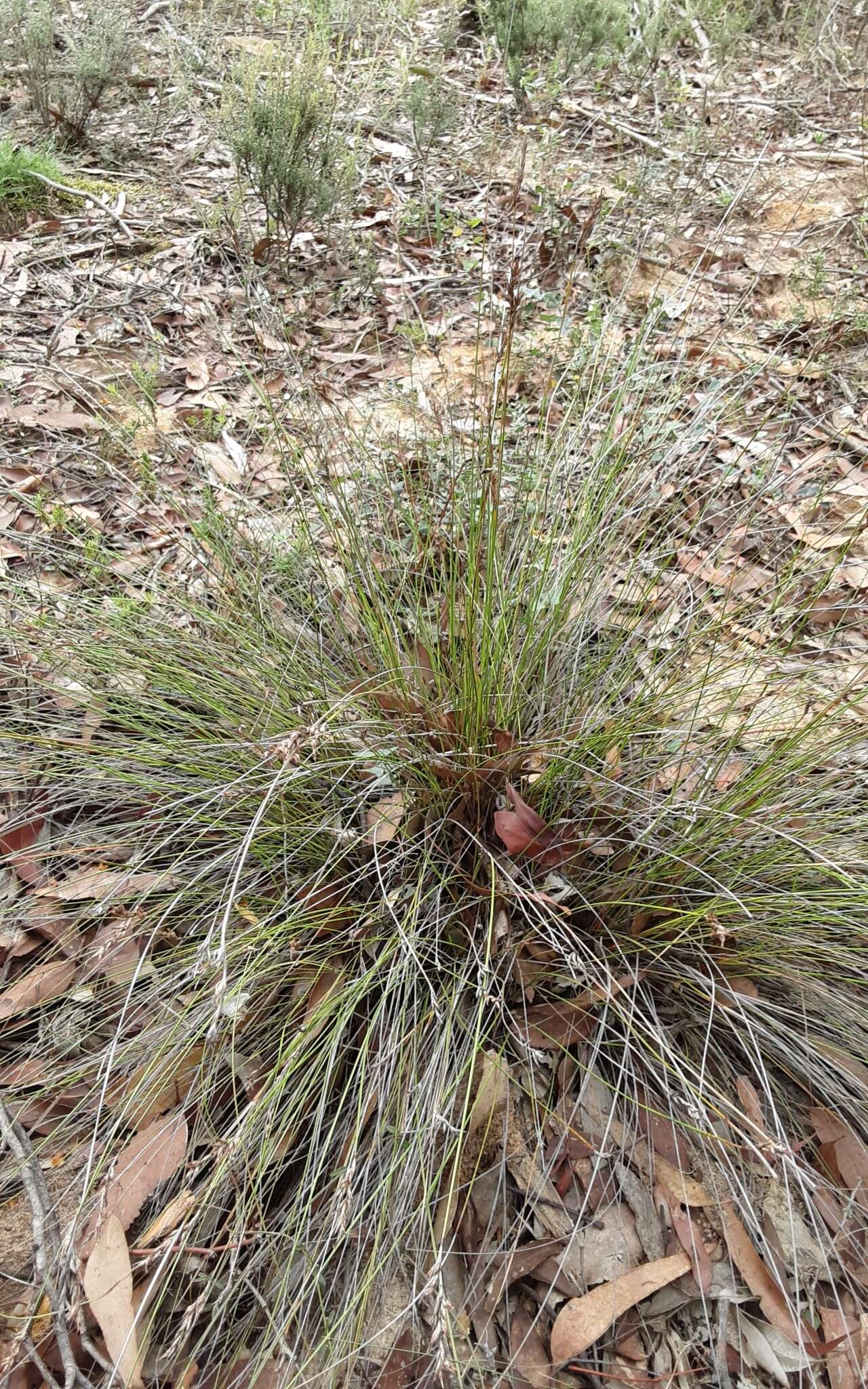 Image of Lepidosperma semiteres Boeckeler