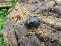 Image of Sericotrupes niger (Marsham 1802)