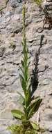 Image of Great Mullein