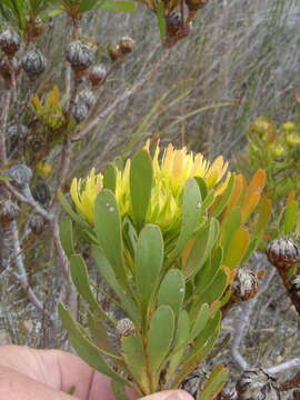 Image of Featherbush