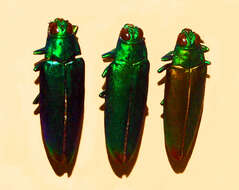 Image of Chrysochroa fulminans (Fabricius 1787)