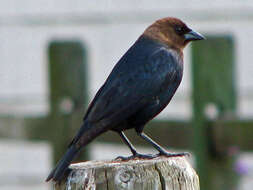 Image of Brown-headed Cowbird