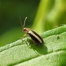Image of Palestriped Flea Beetle
