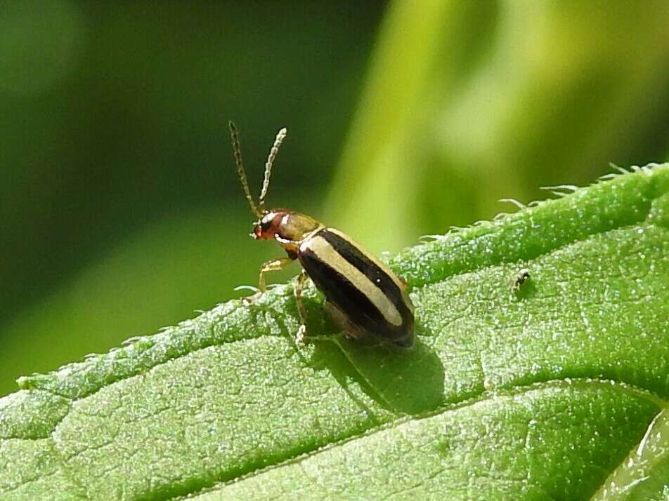 Image of Palestriped Flea Beetle