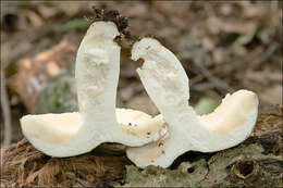 Image of Russula integra