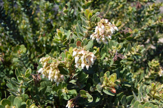 Image of Santa Rosa Island manzanita