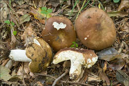 Image of Russula integra