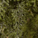 Image of Hymenophyllum umbratile Diem & de Licht.