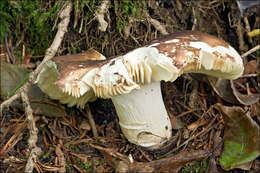 Image of Russula integra