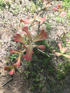 Imagem de Quercus marilandica (L.) Münchh.