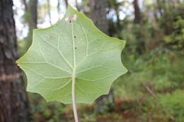 Image of Roldana chapalensis (S. Wats.) H. Rob. & Brettell