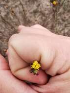 Imagem de Marasmodes defoliata S. Ortiz