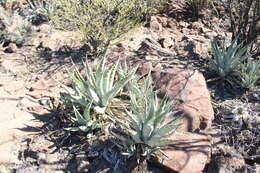 Agave cerulata Trel. resmi