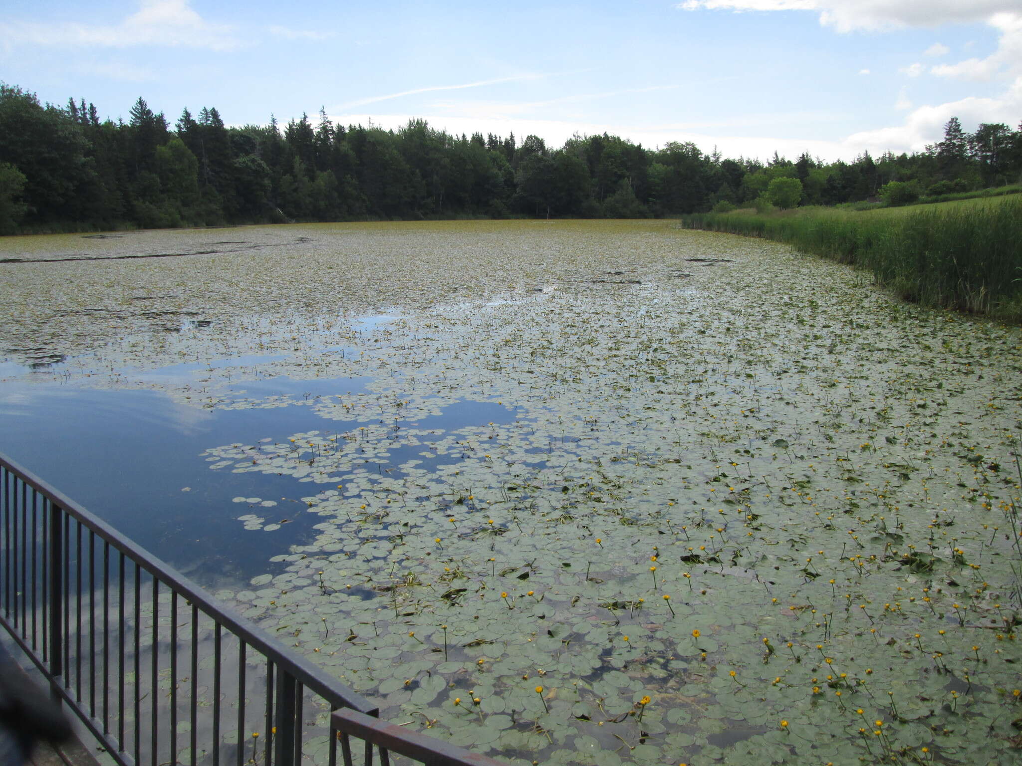 Image de Nuphar rubrodisca Morong