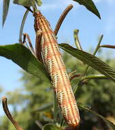 Image of Banded Sphinx