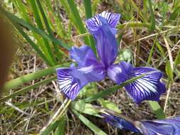 Image of bowltube iris