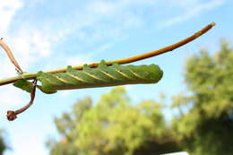 Image of Banded Sphinx