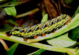 Image of Banded Sphinx