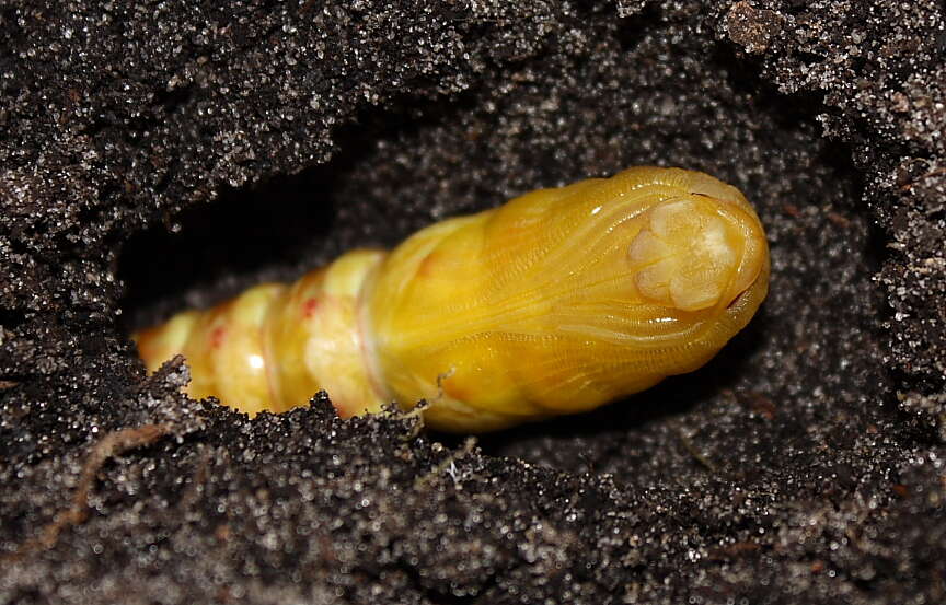 Image of Banded Sphinx