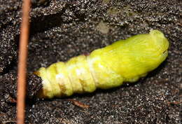 Image of Banded Sphinx