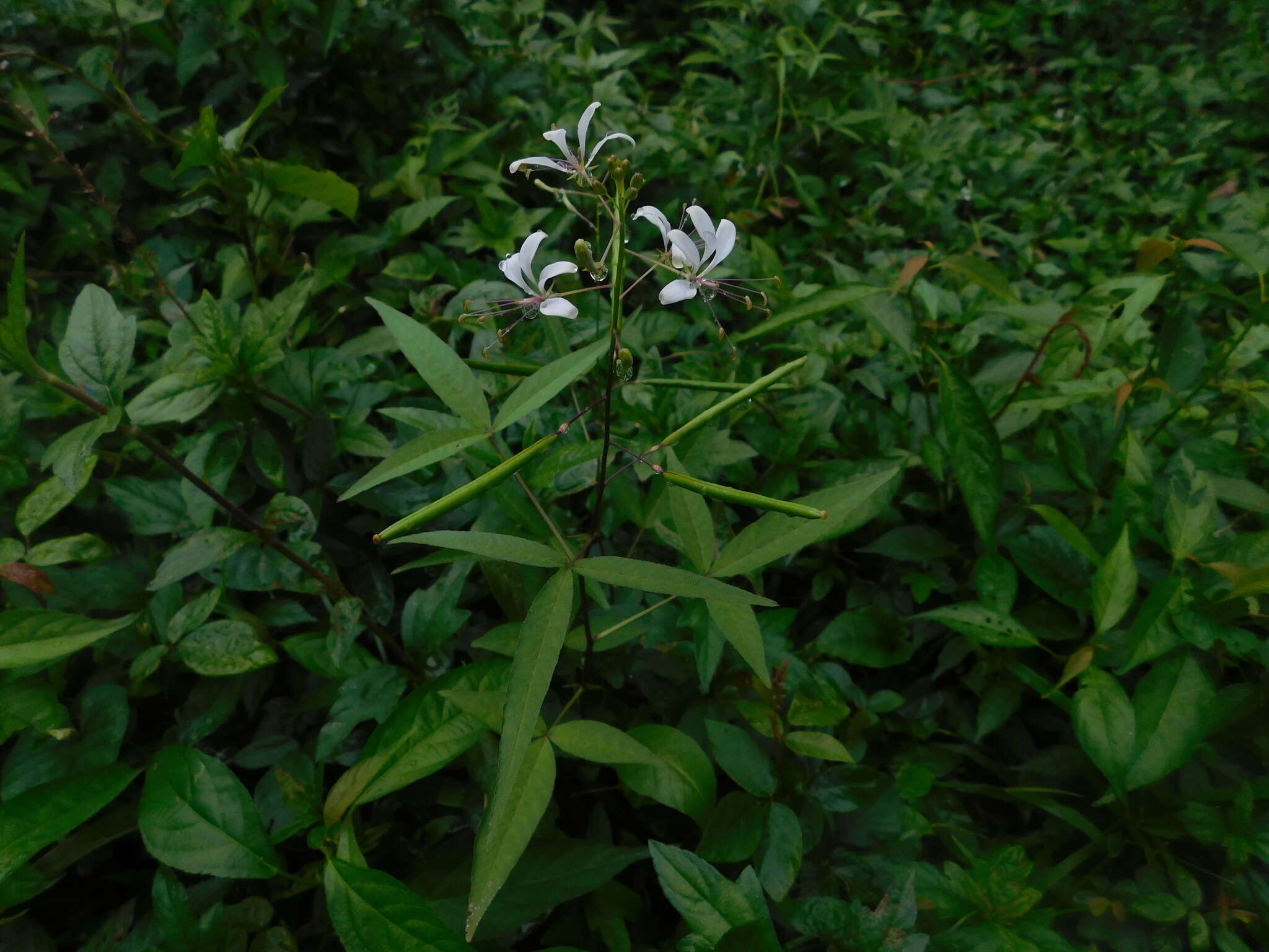 Image of toothed spiderflower