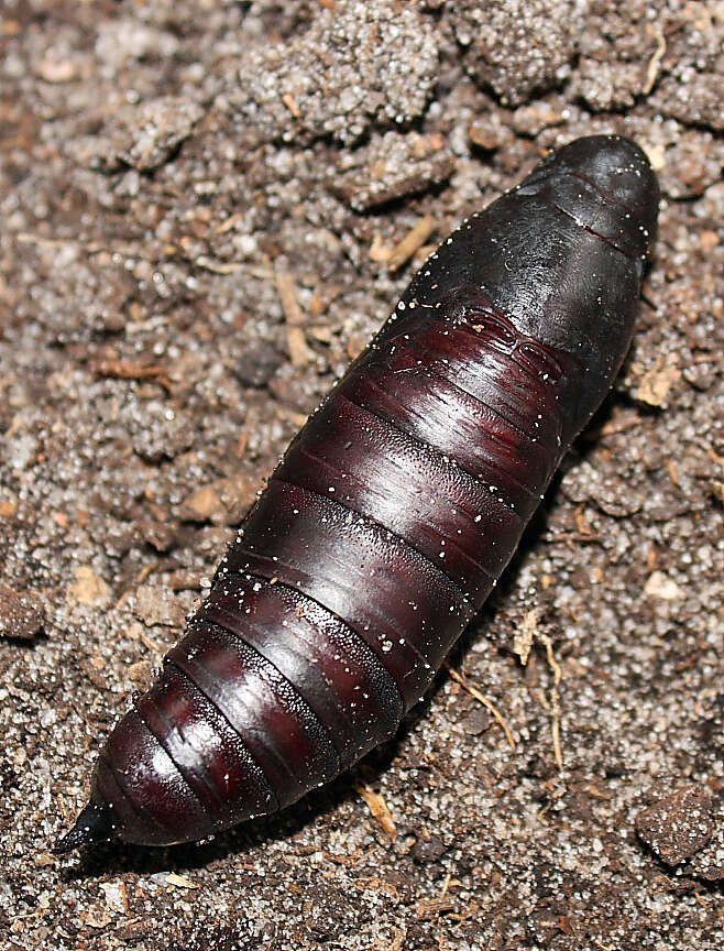 Image of Banded Sphinx