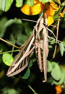 Image of Banded Sphinx