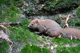 Image of Perny's Long-nosed Squirrel