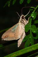 Image of Banded Sphinx