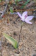 Image of Dainty blue china orchid