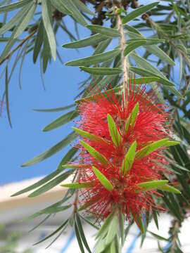 صورة Callistemon viminalis (Sol. ex Gaertn.) G. Don