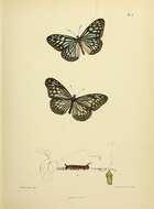 Image of Ideopsis similis Linnaeus 1758