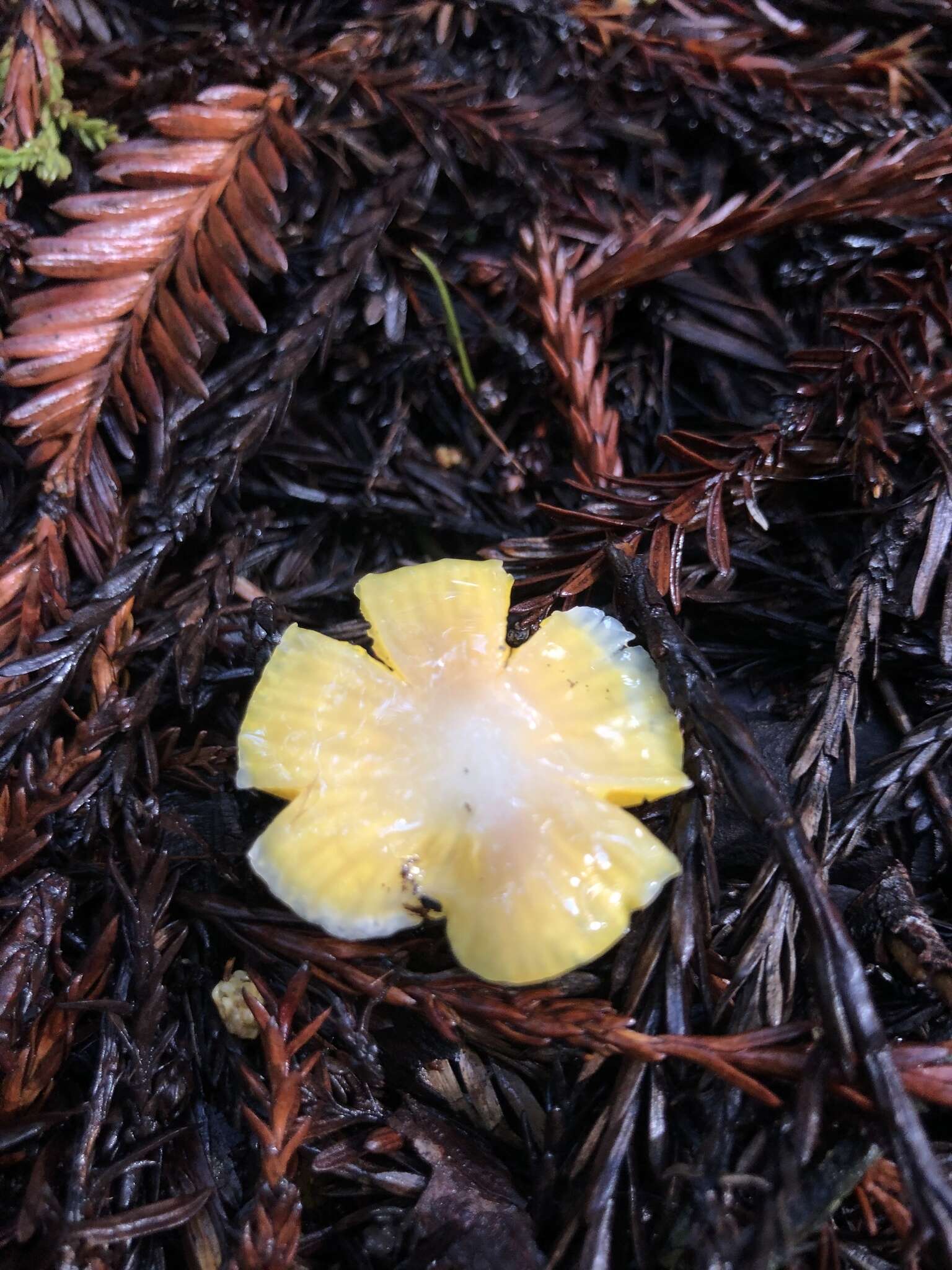 Plancia ëd Hygrocybe flavifolia (A. H. Sm. & Hesler) Singer 1951