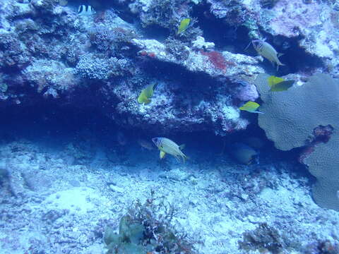 Image of Blackblotch squirrelfish