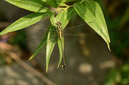 صورة Anisogomphus bivittatus (Selys 1854)