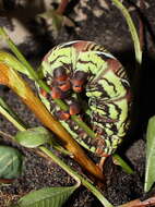 Image of Banded Sphinx