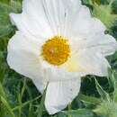 Image of bluestem pricklypoppy